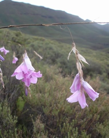 Dierama dracomontanum flower spikes